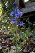 Hyacinthoides hispanica